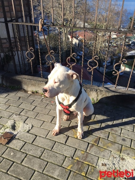 Dogo Arjantin, Köpek  DAISY fotoğrafı