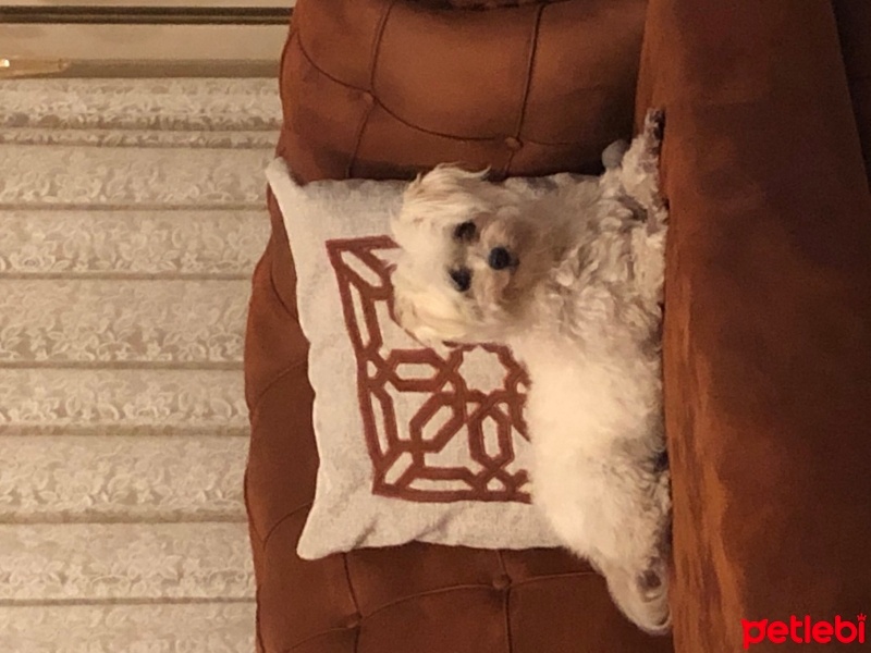 Maltese, Köpek  Reçel fotoğrafı