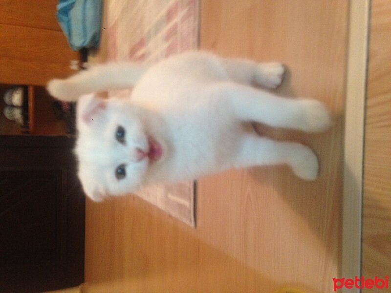 Scottish Fold, Kedi  Venüs fotoğrafı