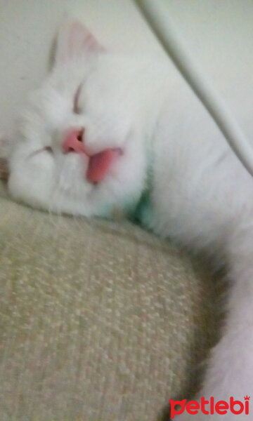 Scottish Fold, Kedi  Venüs fotoğrafı