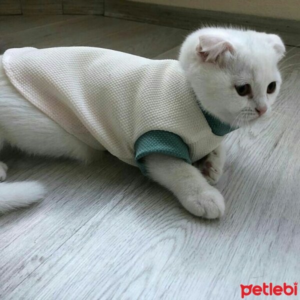 Scottish Fold, Kedi  Venüs fotoğrafı