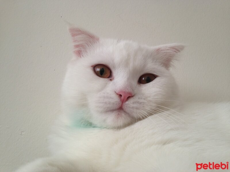 Scottish Fold, Kedi  Venüs fotoğrafı