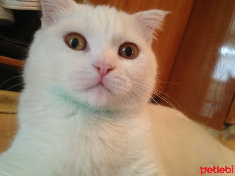 Scottish Fold, Kedi  Venüs fotoğrafı