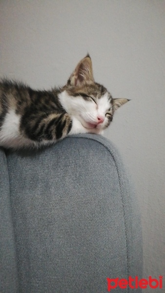 Tekir Kedi, Kedi  Mişa fotoğrafı