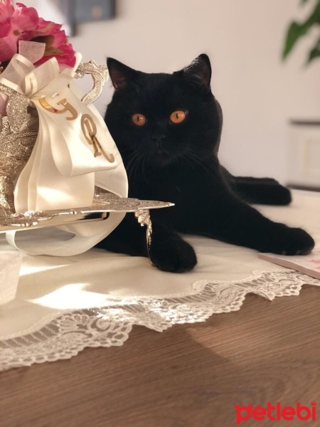 British Shorthair, Kedi  Gece fotoğrafı