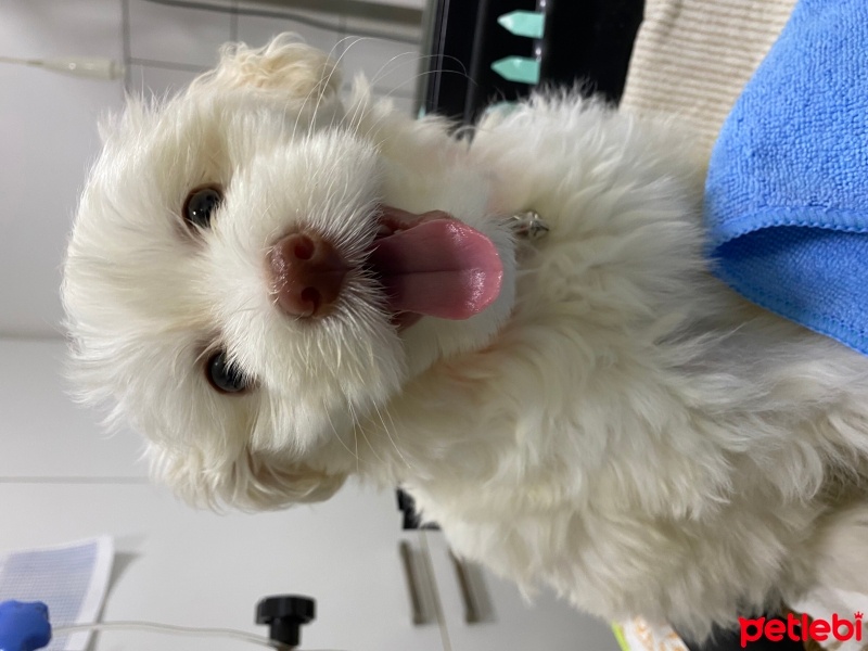 Maltese, Köpek  Kaju fotoğrafı