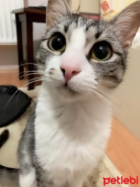 Tekir Kedi, Kedi  Mırmırsu fotoğrafı