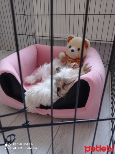 Shih Tzu, Köpek  Suger fotoğrafı
