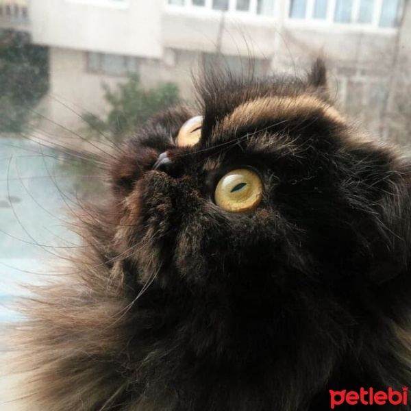 Chinchilla, Kedi  Vesna fotoğrafı