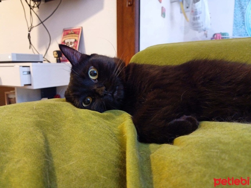 Siyam Kedisi, Kedi  Leo fotoğrafı