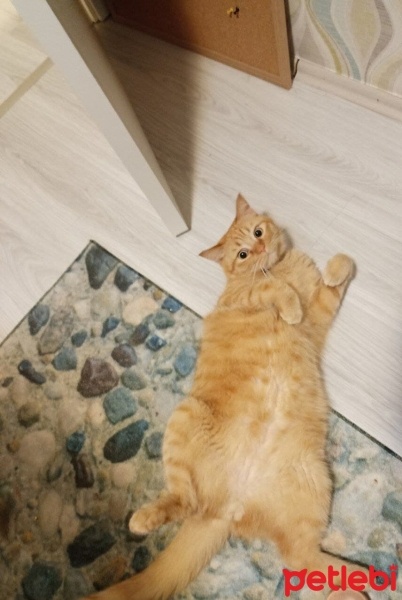 Siyam Kedisi, Kedi  Ginger fotoğrafı