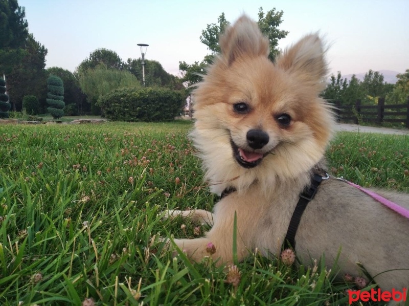 Pomeranyalı, Köpek  Milo fotoğrafı