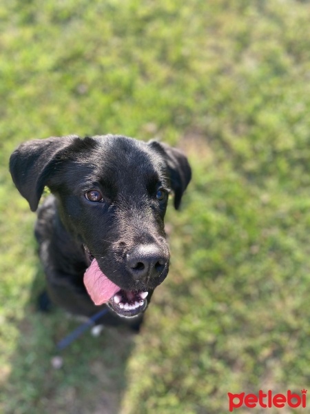 Labrador Retriever, Köpek  Tyson fotoğrafı