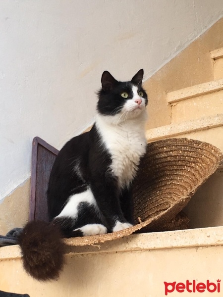 Tuxedo (Smokin) Kedi, Kedi  Gece fotoğrafı