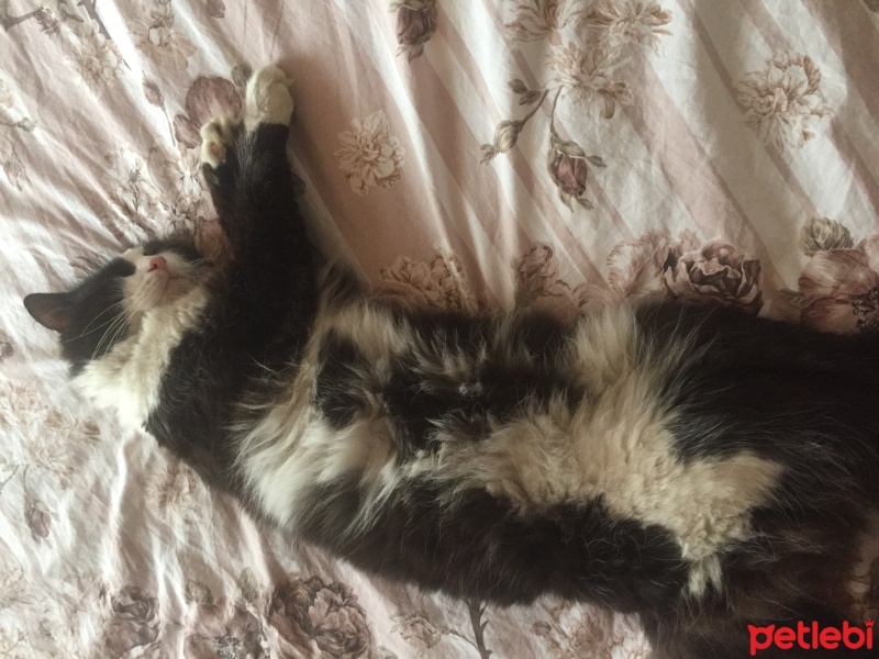 Tuxedo (Smokin) Kedi, Kedi  Gece fotoğrafı