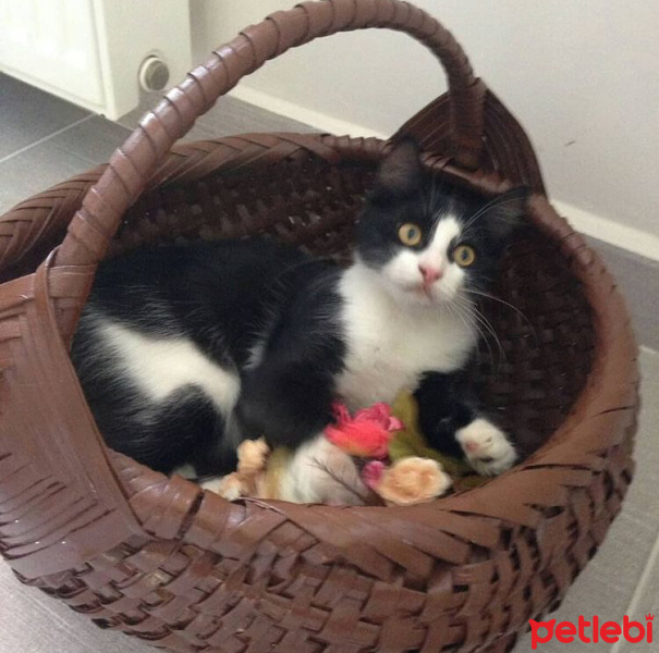 Tuxedo (Smokin) Kedi, Kedi  Gece fotoğrafı