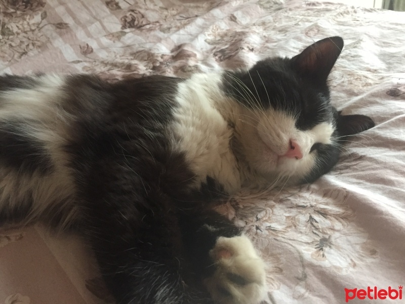 Tuxedo (Smokin) Kedi, Kedi  Gece fotoğrafı