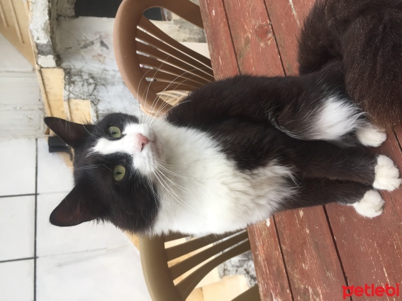 Tuxedo (Smokin) Kedi, Kedi  Gece fotoğrafı