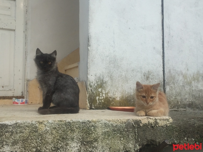 Tuxedo (Smokin) Kedi, Kedi  Gece fotoğrafı