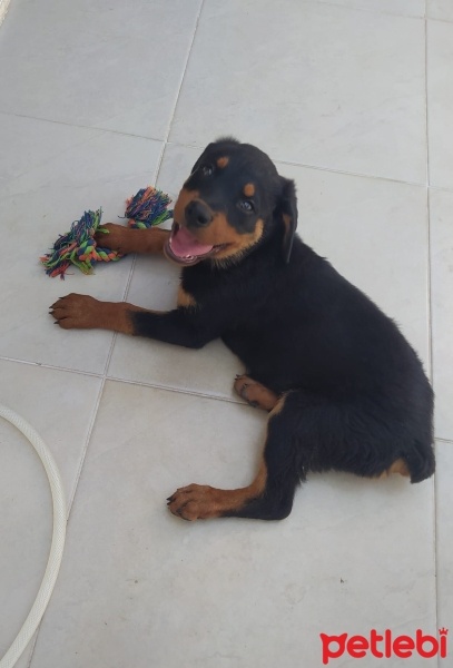Rottweiler, Köpek  REINA fotoğrafı
