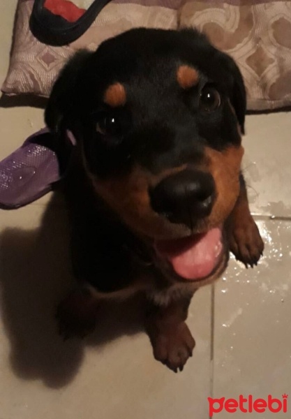 Rottweiler, Köpek  REINA fotoğrafı