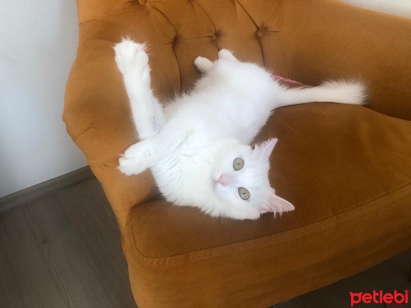 Ankara Kedisi, Kedi  Sakız fotoğrafı