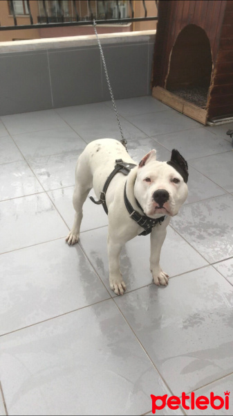 Amerikan Pitbull Terrier, Köpek  Line fotoğrafı