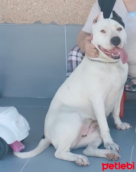 Amerikan Pitbull Terrier, Köpek  Line fotoğrafı