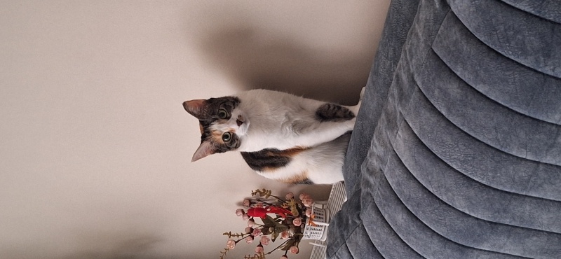 Tekir Kedi, Kedi  Ceku fotoğrafı