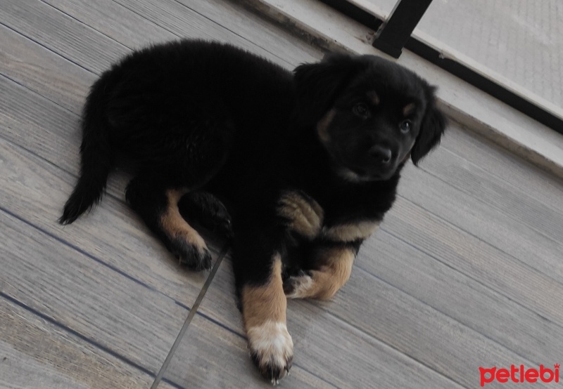 Alman Çoban Köpeği, Köpek  Daisy fotoğrafı