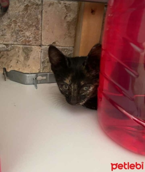 Tekir Kedi, Kedi  Minnoş kumru isimli kedicik:3 fotoğrafı