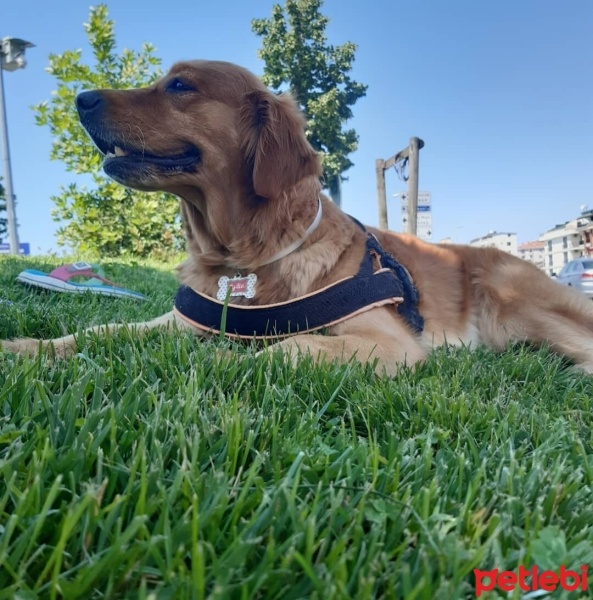 Golden Retriever, Köpek  Lydia fotoğrafı