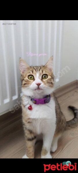 Tekir Kedi, Kedi  Lila fotoğrafı