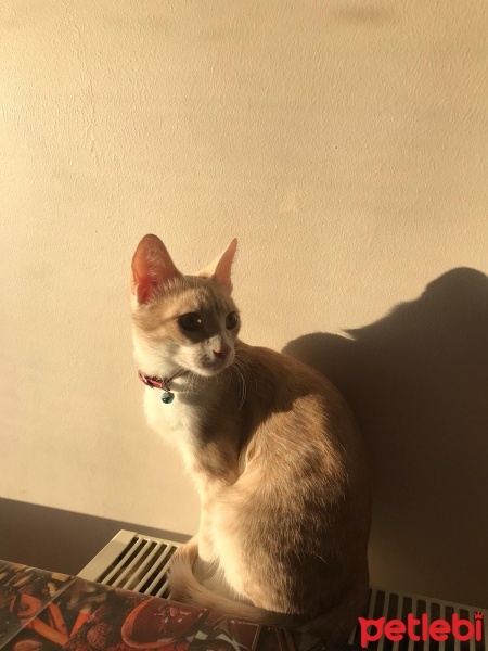 Tekir Kedi, Kedi  Köpük fotoğrafı