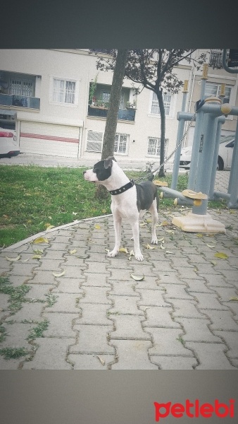 Amerikan Staffordshire Terrier, Köpek  Reyna fotoğrafı