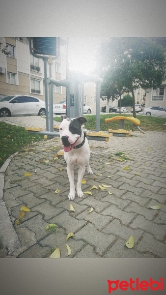 Amerikan Staffordshire Terrier, Köpek  Reyna fotoğrafı