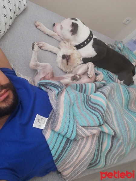 Amerikan Staffordshire Terrier, Köpek  Reyna fotoğrafı