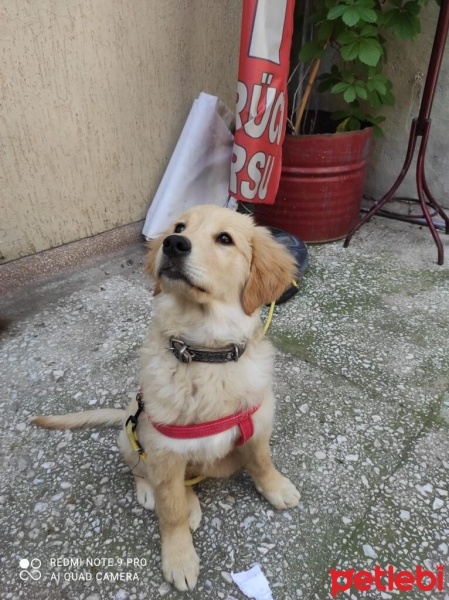 Golden Retriever, Köpek  Tarçın fotoğrafı