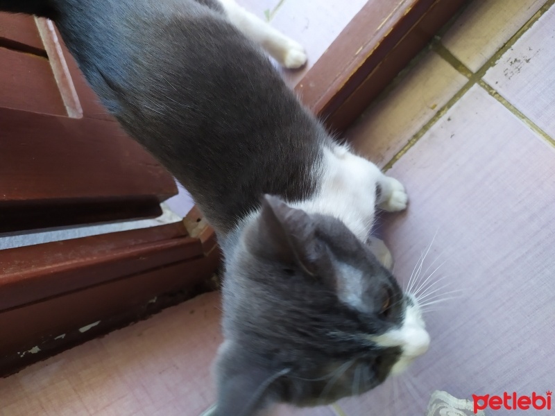 Tekir Kedi, Kedi  Mia fotoğrafı