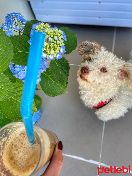 Maltese, Köpek  Köpük fotoğrafı