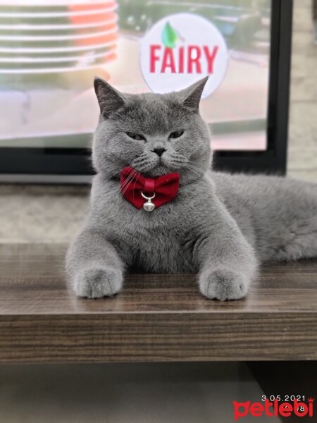 British Shorthair, Kedi  Duman fotoğrafı