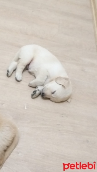 Golden Retriever, Köpek  Siz koyun fotoğrafı