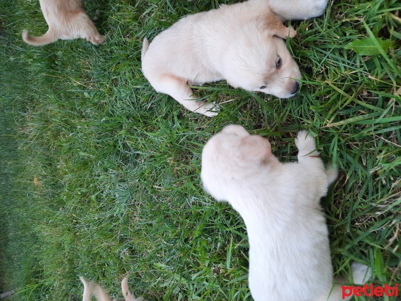 Golden Retriever, Köpek  Siz koyun fotoğrafı