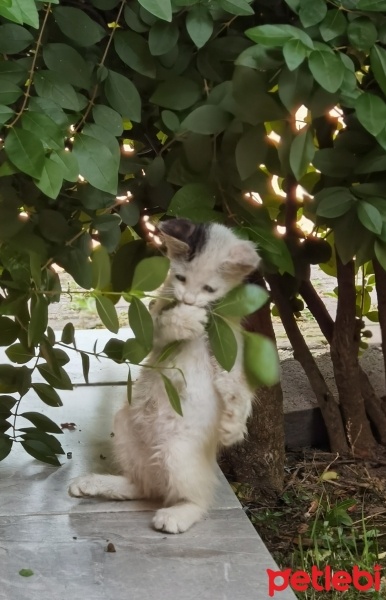 Tekir Kedi, Kedi  Adını yeni sahibi koysun istedik fotoğrafı