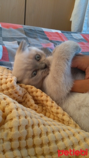 Scottish Fold, Kedi  Romeo fotoğrafı