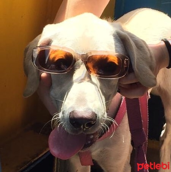 Labrador Retriever, Köpek  Oscar fotoğrafı