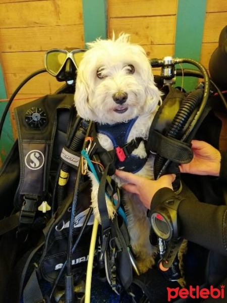 Maltese, Köpek  Hera fotoğrafı