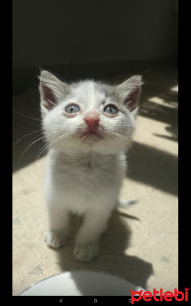 Tekir Kedi, Kedi  Karan fotoğrafı