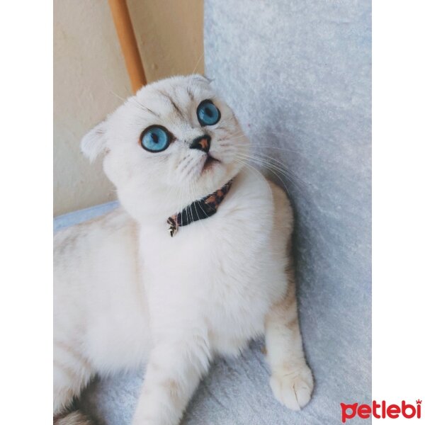 Scottish Fold, Kedi  LENA fotoğrafı