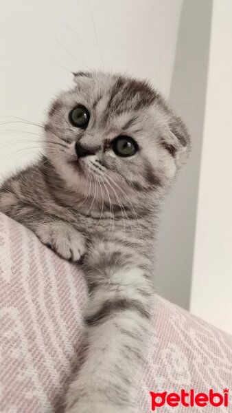 Scottish Fold, Kedi  LENA fotoğrafı